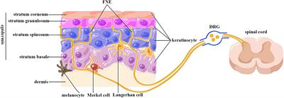 Emerging roles of keratinocytes in nociceptive transduction and regulation